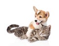 Pembroke Welsh Corgi puppy hugging cat. isolated on white Royalty Free Stock Photo