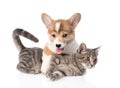 Pembroke Welsh Corgi puppy hugging cat. isolated on white Royalty Free Stock Photo