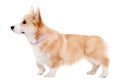 Pembroke Welsh Corgi puppy Royalty Free Stock Photo