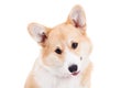 Pembroke Welsh Corgi puppy Royalty Free Stock Photo