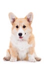 Pembroke Welsh Corgi puppy Royalty Free Stock Photo