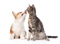 Pembroke Welsh Corgi puppy kisses cat. isolated on white Royalty Free Stock Photo