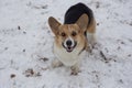 Pembroke welsh corgi puppy is looking at the camera. Pet animals Royalty Free Stock Photo