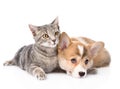 Pembroke Welsh Corgi puppy lying with cat together. isolated Royalty Free Stock Photo