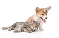 Pembroke Welsh Corgi puppy lying with cat together. isolated Royalty Free Stock Photo