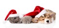Pembroke Welsh Corgi puppy with red santa hat and two kittens sleeping together. isolated on white Royalty Free Stock Photo