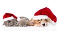 Pembroke Welsh Corgi puppy with red santa hats and two kittens sleeping together. isolated on white Royalty Free Stock Photo