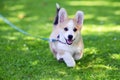 Pembroke welsh corgi puppy running Royalty Free Stock Photo