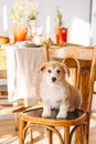 Pembroke Welsh Corgi puppy sitting on chair in kitchen. Looking at camera Royalty Free Stock Photo