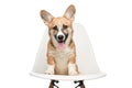 Pembroke Welsh Corgi puppy sitting on chair. looking at camera. Royalty Free Stock Photo