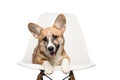 Pembroke Welsh Corgi puppy sitting on chair. looking at camera. Royalty Free Stock Photo