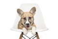 Pembroke Welsh Corgi puppy sitting on chair. looking at camera. Royalty Free Stock Photo