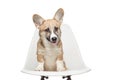 Pembroke Welsh Corgi puppy sitting on chair. looking at camera. Royalty Free Stock Photo