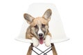 Pembroke Welsh Corgi puppy sitting on chair. looking at camera. Royalty Free Stock Photo