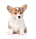 Pembroke Welsh Corgi puppy sitting in front. isolated Royalty Free Stock Photo