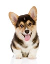 Pembroke Welsh Corgi puppy sitting.