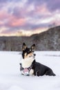 Pembroke Welsh Corgi siting in a snowy winter landscape under a vibrant sunset sky