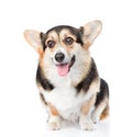 Pembroke Welsh Corgi sitting in front view. isolated on white ba