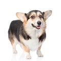 Pembroke Welsh Corgi standing in front view. isolated on white