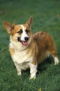 Pembroke Welsh Corgi standing on Grass