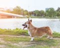 Pembroke Welsh Corgi standing in grass at the park. Royalty Free Stock Photo