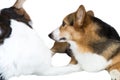 Pembroke Welsh Corgi and tricolor Australian isolate on background.Clipping path