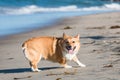 Pembroke Welsh Corgi Turning Around on Dog Beach Royalty Free Stock Photo