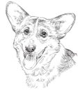 Pembroke Welsh Corgi, vector hand drawing portrait