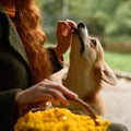 Pembroke welsh corgi on a walk in the autumn park,photo session from a corgi, a basket with yellow chrysanthemums