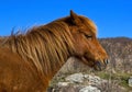 Pembrokeshire wild horse