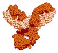 Pembrolizumab monoclonal antibody drug protein. Immune checkpoint inhibitor targetting PD-1, used in the treatment of a number of.