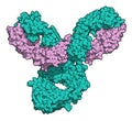 Pembrolizumab monoclonal antibody drug protein. Immune checkpoint inhibitor targetting PD-1, used in the treatment of a number of.