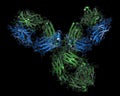 Pembrolizumab monoclonal antibody drug protein. Immune checkpoint inhibitor targetting PD-1, used in the treatment of a number of.