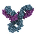 Pembrolizumab monoclonal antibody drug protein. Immune checkpoint inhibitor targetting PD-1, used in the treatment of a number of.