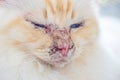 Pemphigus- autoimmune disease in a sacred Birman cat Royalty Free Stock Photo