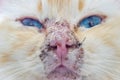 Pemphigus- autoimmune disease in a sacred Birman cat Royalty Free Stock Photo