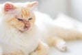 Pemphigus- autoimmune disease in a sacred Birman cat Royalty Free Stock Photo