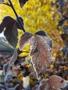 pemphigus leaf hoarfrost Royalty Free Stock Photo