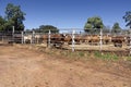 Pen of beef cattle waiting for auction. Royalty Free Stock Photo