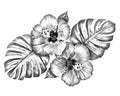 Pen drawing hibiscus flowers with monstera leaves isolated on white background