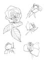 Pen drawing roses collection