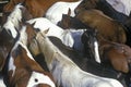 Pen of horses at 65th Annual Inter-Tribal Ceremonial Indian Rodeo, Gallup, NM Royalty Free Stock Photo