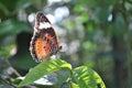 Penang Butterfly Farm Royalty Free Stock Photo