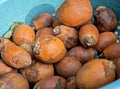 Raw orange Betel or Areca Catechu nuts in plastic tray Royalty Free Stock Photo