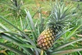 Penang Tropical fruit farm Pineapple Royalty Free Stock Photo