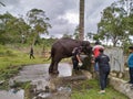 Penangkaran Gajah / elephant Aceh