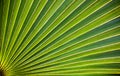 Radial LEaf of a Penca Palm Royalty Free Stock Photo