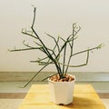 Pencil Cactus, Euphorbia tirucalli Royalty Free Stock Photo