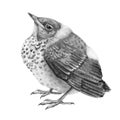 Pencil drawing baby thrush bird illustration. Graphic hand drawn wild catbird chik. Small nestling isolated on white background