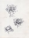 Pencil drawing background . Floral pattern handmade . Beautiful tender romantic rose flowers Royalty Free Stock Photo